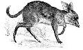 Pig-footed bandicoot