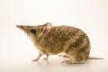 A female Eastern barred bandicoot (Perameles gunnii) at Healesville Sanctuary | Fot: Joel Sartore